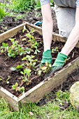 Planting of strawberry plants in a square garden