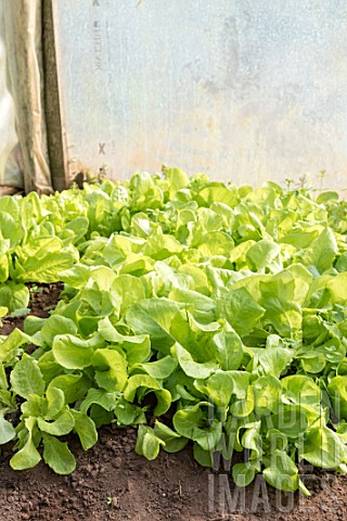 Lettuce_plants_under_a_greenhouse