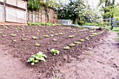 Potatoes in a kitchen garden