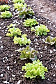 Lettuces in a kitchen garden