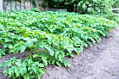 Potatoes in a kitchen garden