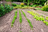 Carrots and lettuces in a kitchen garden