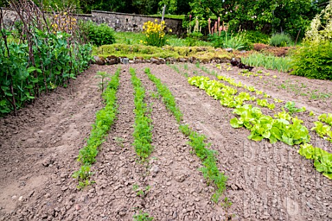 Carrots_and_lettuces_in_a_kitchen_garden