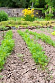 Carrots in a kitchen garden