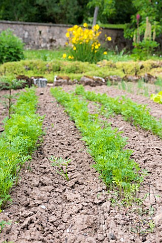 Carrots_in_a_kitchen_garden