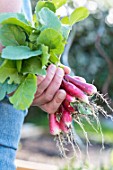 Harvest of radishes in an organic vegetable garden