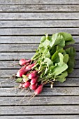 Harvest of organic radishes