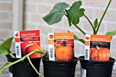 Planting of Pumpkin in a square kitchen garden