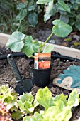 Planting of Pumpkin in a square kitchen garden