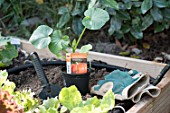 Planting of Pumpkin in a square kitchen garden