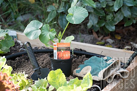 Planting_of_Pumpkin_in_a_square_kitchen_garden