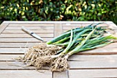 Preparation of winter leek plants for transplanting