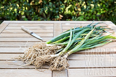 Preparation_of_winter_leek_plants_for_transplanting