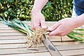 Preparation of winter leek plants for transplanting