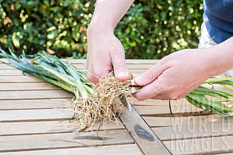 Preparation_of_winter_leek_plants_for_transplanting