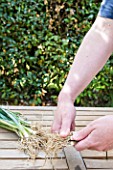 Preparation of winter leek plants for transplanting