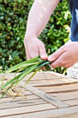 Preparation of winter leek plants for transplanting