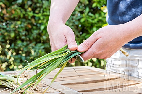 Preparation_of_winter_leek_plants_for_transplanting