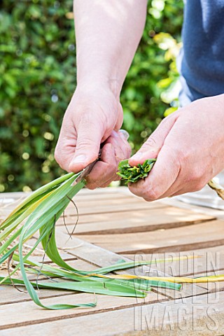 Preparation_of_winter_leek_plants_for_transplanting