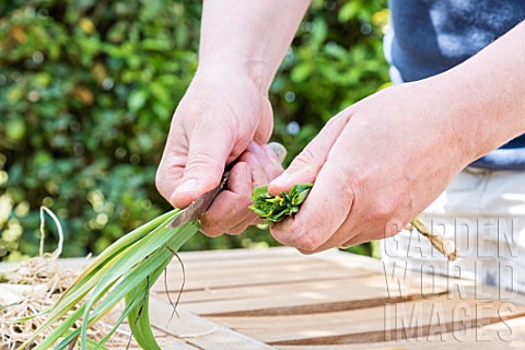 Preparation_of_winter_leek_plants_for_transplanting