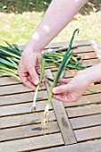 Preparation of winter leek plants for transplanting