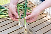 Preparation of winter leek plants for transplanting