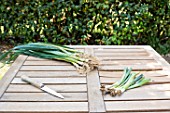 Preparation of winter leek plants for transplanting