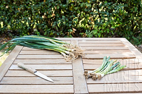 Preparation_of_winter_leek_plants_for_transplanting