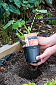 Planting of Pumpkin in a square kitchen garden