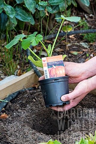 Planting_of_Pumpkin_in_a_square_kitchen_garden