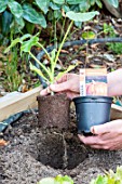 Plantation of Pumpkin in a square kitchen garden