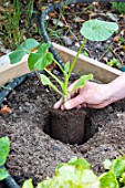 Plantation of Pumpkin in a square kitchen garden