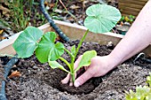 Plantation of Pumpkin in a square kitchen garden