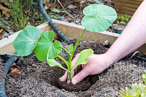 Plantation_of_Pumpkin_in_a_square_kitchen_garden