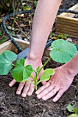 Plantation of Pumpkin in a square kitchen garden