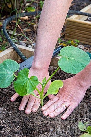 Plantation_of_Pumpkin_in_a_square_kitchen_garden