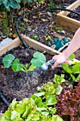 Plantation of Pumpkin in a square kitchen garden