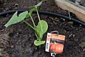 Planting of Pumpkin in a square kitchen garden