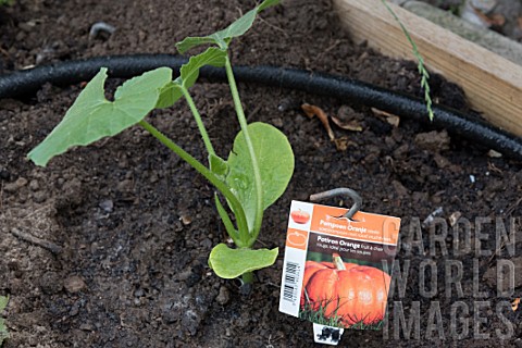 Planting_of_Pumpkin_in_a_square_kitchen_garden