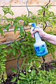 Powdery mildew treatment for tomato with Bordeaux mixture