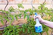 Powdery mildew treatment for tomato with Bordeaux mixture