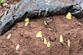 Havest of Endives in a kitchen garden