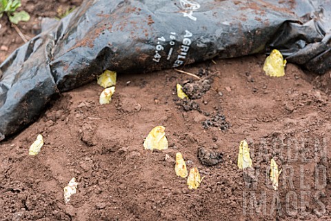 Havest_of_Endives_in_a_kitchen_garden