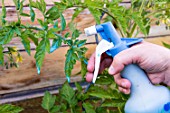 Powdery mildew treatment for tomato with Bordeaux mixture