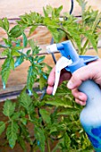 Powdery mildew treatment for tomato with Bordeaux mixture