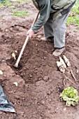 Havest of Endives in a kitchen garden