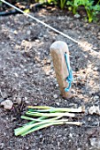 Transplanting of winter leek seedlings in a kitchen garden