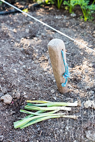 Transplanting_of_winter_leek_seedlings_in_a_kitchen_garden