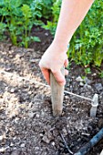 Transplanting of winter leek seedlings in a kitchen garden