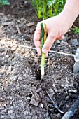 Transplanting of winter leek seedlings in a kitchen garden